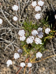 Laxmannia grandiflora
