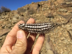 Acanthopsis hoffmannseggiana