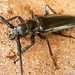 Escarabajo de la Raíz del Palo Verde - Photo (c) Philippe Blais, algunos derechos reservados (CC BY-NC-ND), subido por Philippe Blais