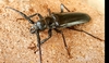 Palo Verde Root Borer - Photo (c) Philippe Blais, some rights reserved (CC BY-NC-ND), uploaded by Philippe Blais