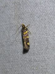 Macrobathra chrysospila