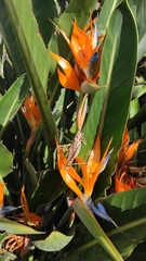 Anacridium aegyptium