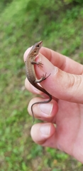 Takydromus wolteri
