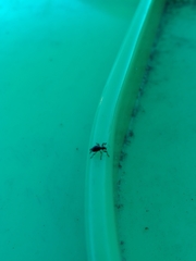 Rhynolaccus formicarius