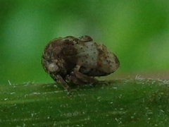 Sipylus