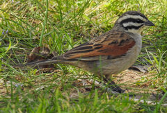 Emberiza capensis