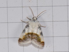 Acontia cretata