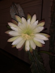 Trichocereus macrogonus