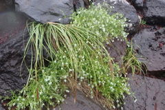 Stellaria nipponica nipponica