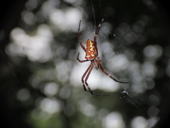 Argiope ocula