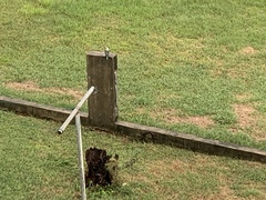 Todiramphus albicilla