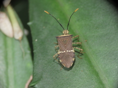 Cletomorpha simulans