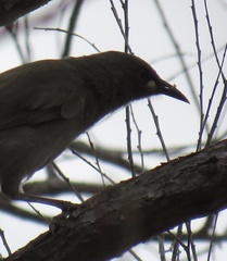 Stomiopera unicolor