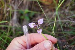 Moraea algoensis