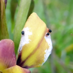 Halotydeus destructor