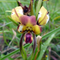 Halotydeus destructor