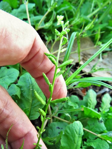 Image of Rorippa sessiliflora by (c) Annika Lindqvist, some rights reserved (CC BY)