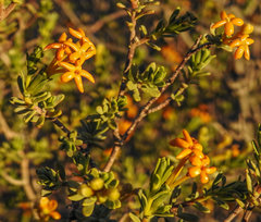 Lasiosiphon deserticola