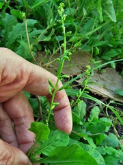 Rorippa sessiliflora