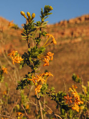 Lasiosiphon deserticola
