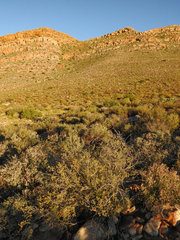 Lasiosiphon deserticola