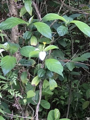 Mussaenda pubescens