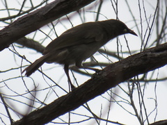Stomiopera unicolor