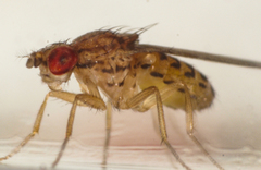Drosophila busckii