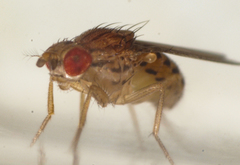 Drosophila busckii