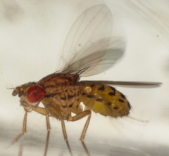 Drosophila busckii