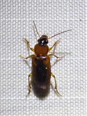 Stenolophus dissimilis