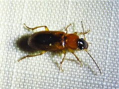 Stenolophus dissimilis