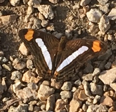 Adelpha iphicleola iphicleola