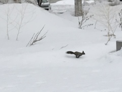 Sciurus vulgaris orientis