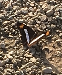 Adelpha iphicleola iphicleola