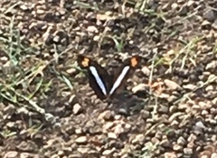 Adelpha iphicleola iphicleola
