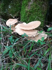 Cerioporus squamosus