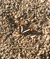 Adelpha iphicleola iphicleola