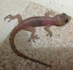 Hemidactylus brookii