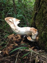 Cerioporus squamosus