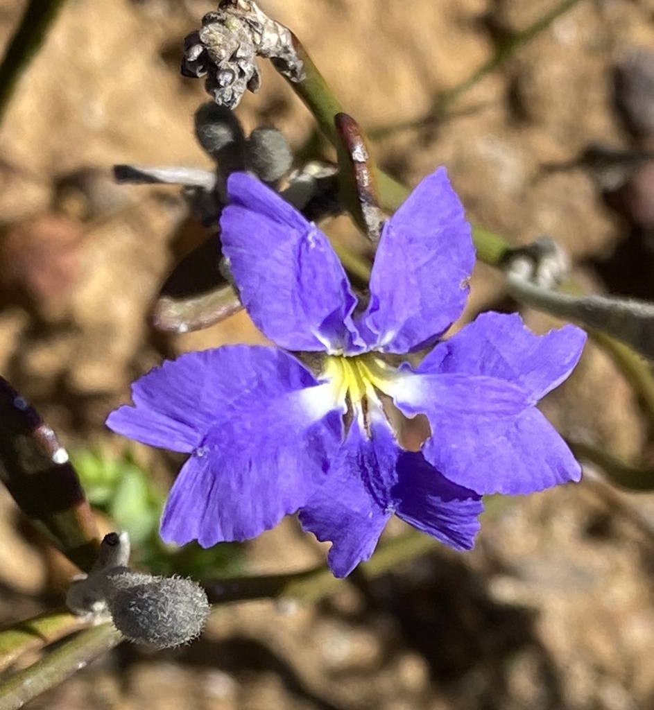 Dampiera angulata