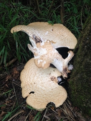 Cerioporus squamosus