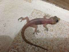 Hemidactylus brookii