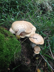 Cerioporus squamosus