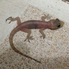 Hemidactylus brookii