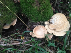 Cerioporus squamosus