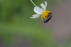 Megachile faceta