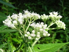 Common boneset