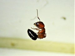 Camponotus discolor