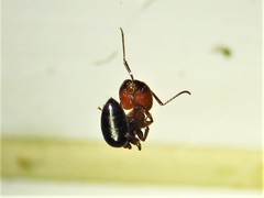 Camponotus discolor